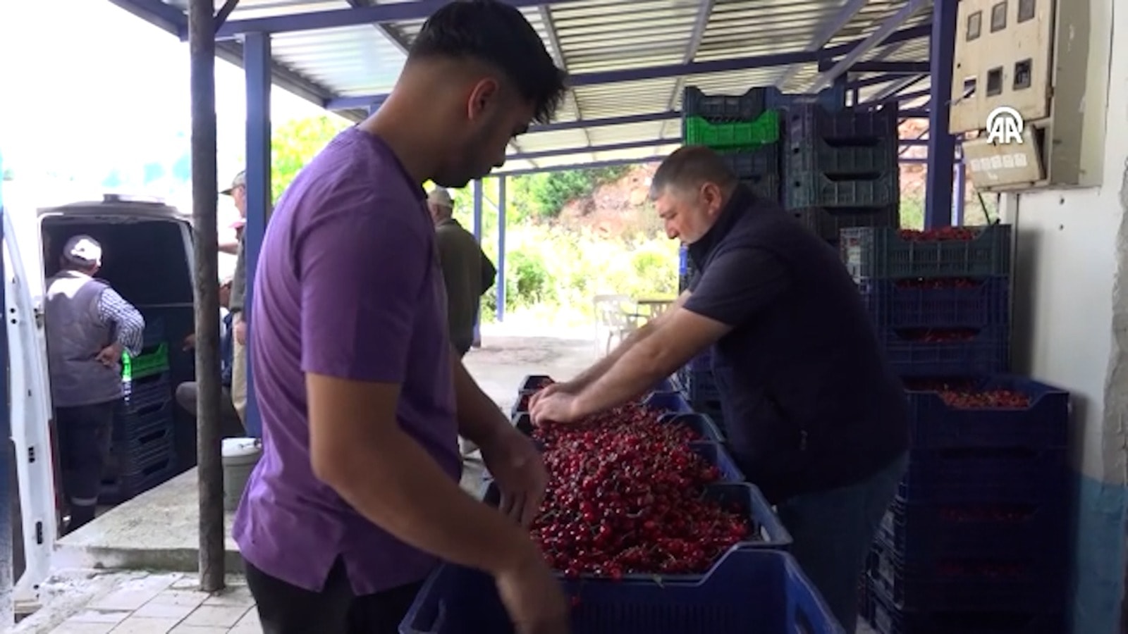 Hasadı yapılan kiraz köyde ihaleyle satışa çıktı
