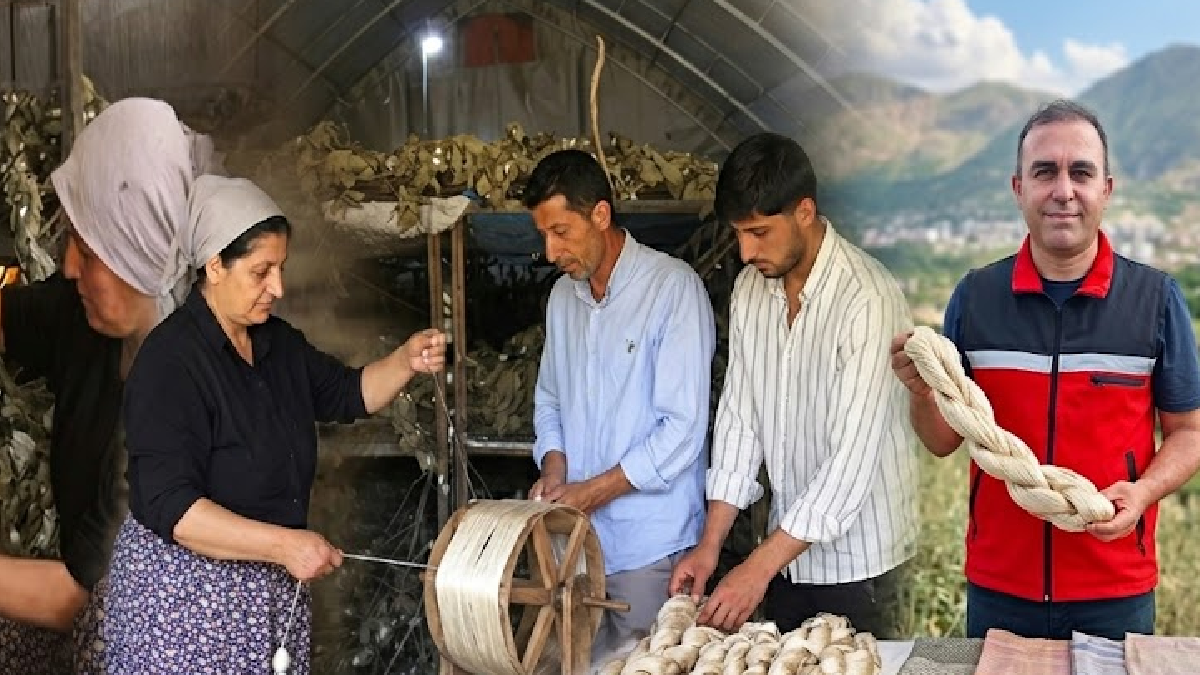 Kilosu altın değerinde: Hasadı başladı 12 ton rekolte bekleniyor
