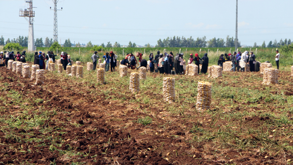 Topraktan bereket taştı, kilosu 20 liraya kadar düştü