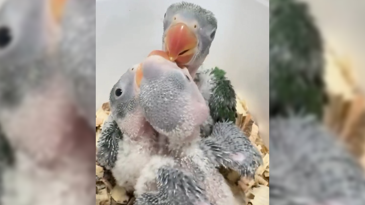 3 yavru İskender papağanı kaçakçılardan kurtarıldı