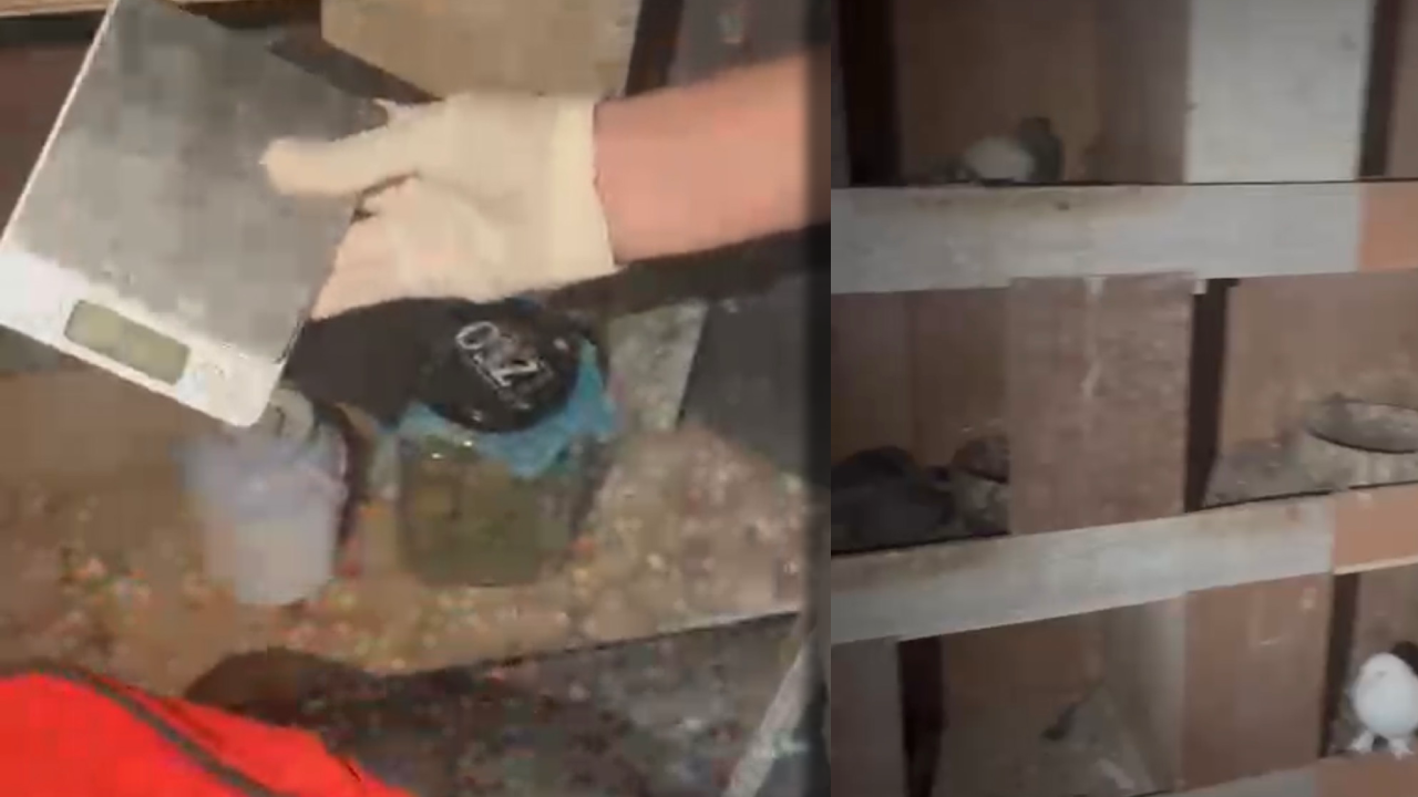 Kuş kümesine uyuşturucu operasyonu... Hassas teraziye akılal