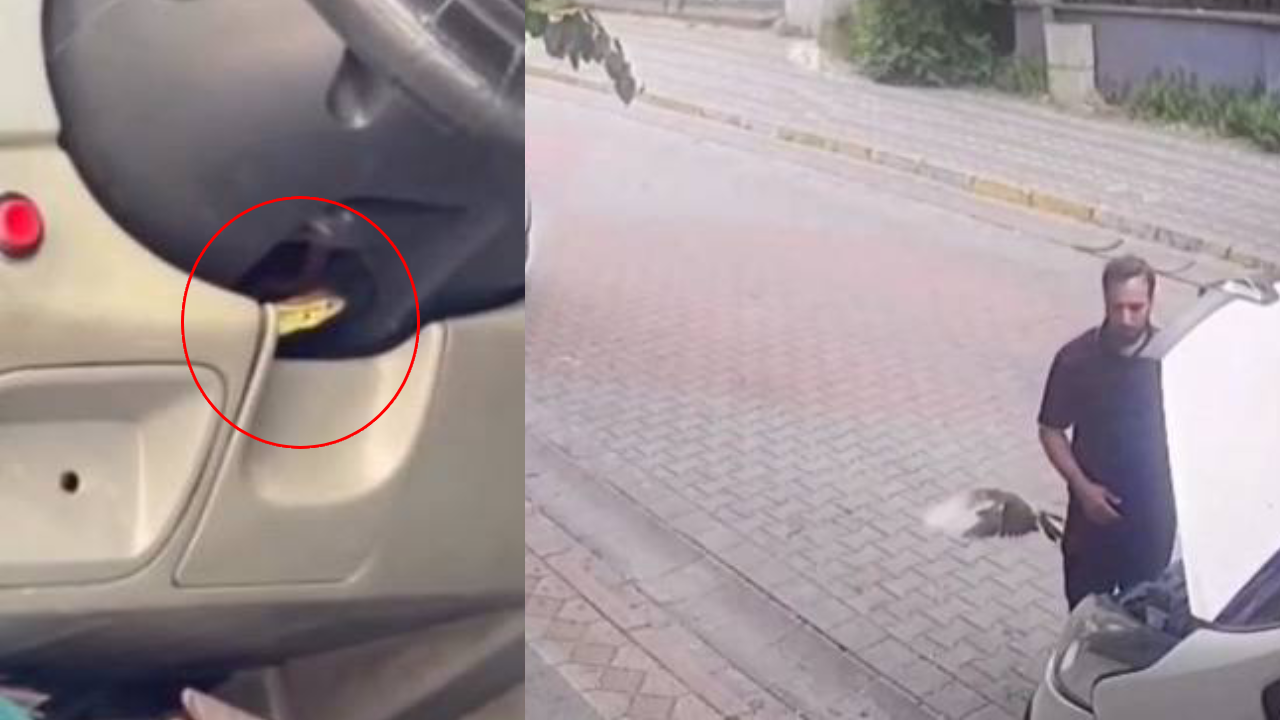 Kaputun altından kuş, direksiyondan kertenkele çıktı!