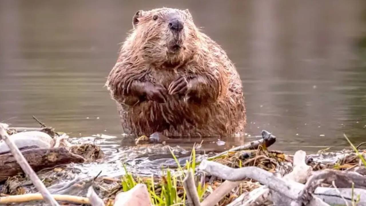 Bölge felaketi yaşayacakken kunduzların hamlesiyle mucizeye dönüştü