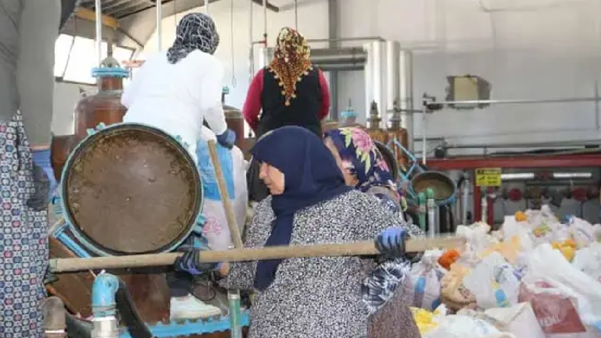 Sabah 04.30’da toplamaya başlıyorlar: Topladıkları 500 bin l
