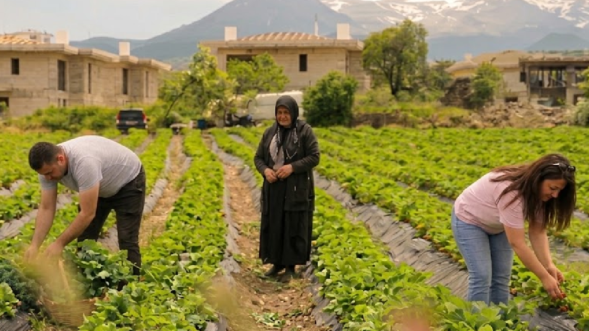 Hobiyle başladılar, servet kazanıyorlar: 20 dönüm araziden 70 ton hasat ediyorlar