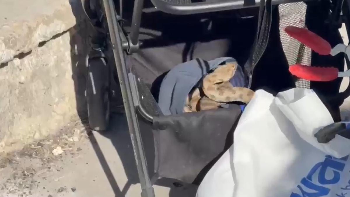 Şanlıurfa'da bebek arabasına yılan girdi