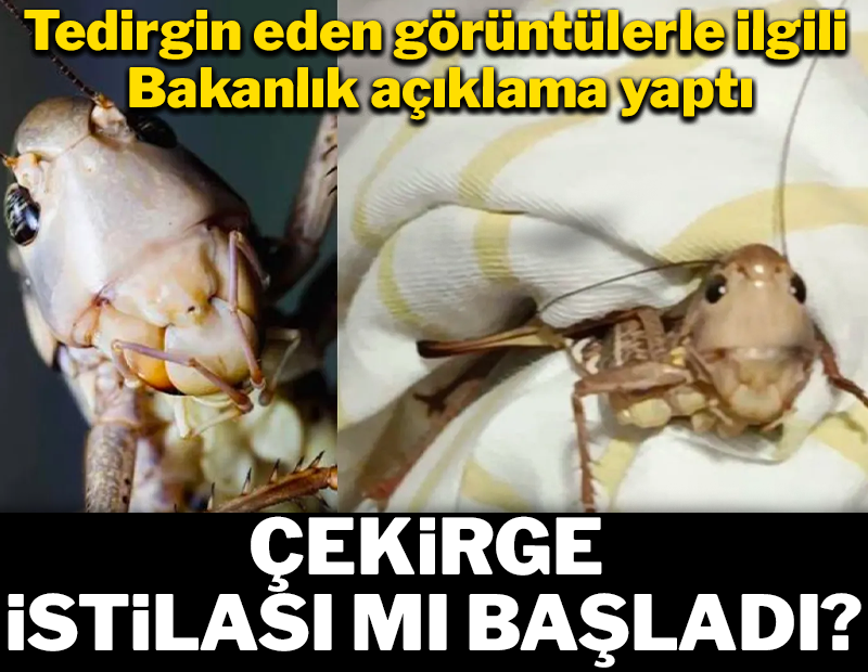 Çekirge istilası mı başladı? Tedirgin eden görüntülerle ilgili Bakanlık açıklama yaptı
