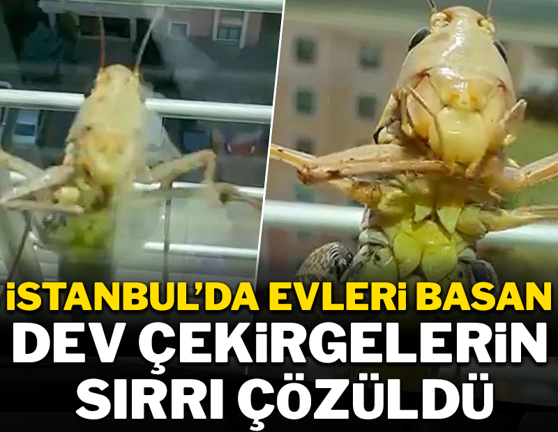 İstanbul'da evleri basan dev çekirgelerin sırrı çözüldü!