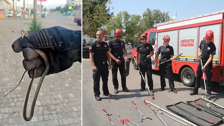 Bir kentte yılan ihbarları tavan yaptı! Evlere bile giriyorlar