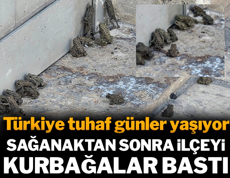 Türkiye tuhaf günler yaşıyor: Yağış sonrası kurbağalar bastı