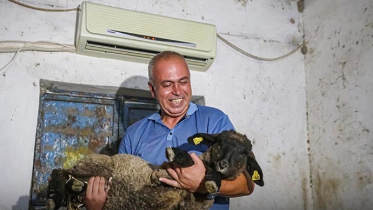 Avukatlığı bıraktı hayvancı oldu: Ahıra klima taktırdı