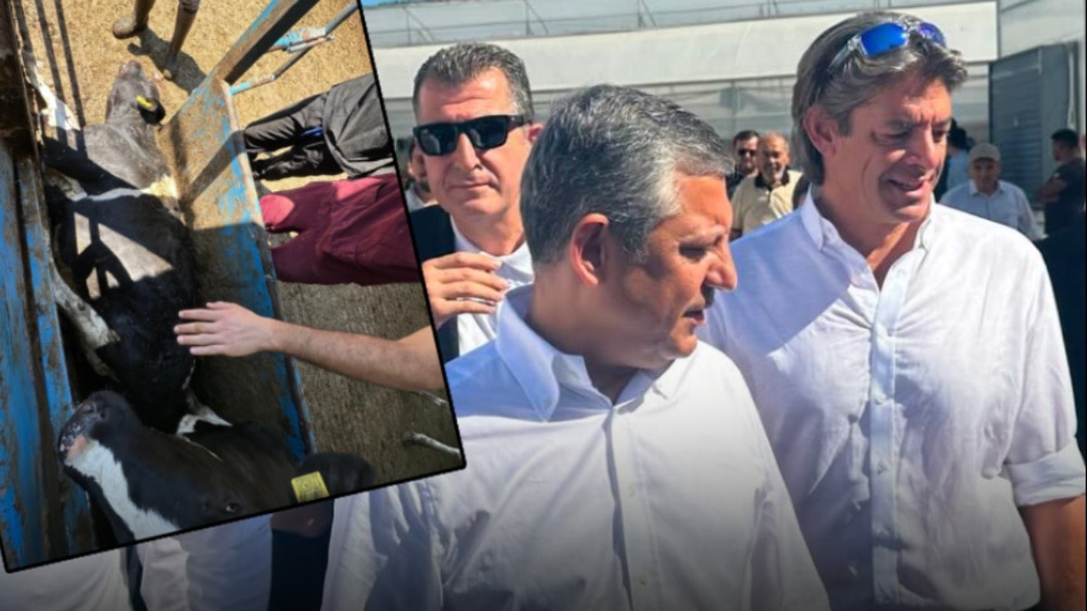 Baskında ineği ölmüştü! CHP'nin gölge bakanının çiftliğinin sertifikası iptal edildi