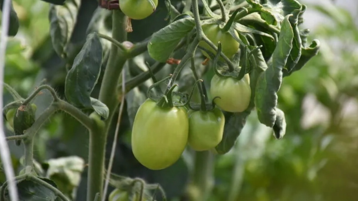 Çiftçinin dalındaki yeşil domatesine icra geldi