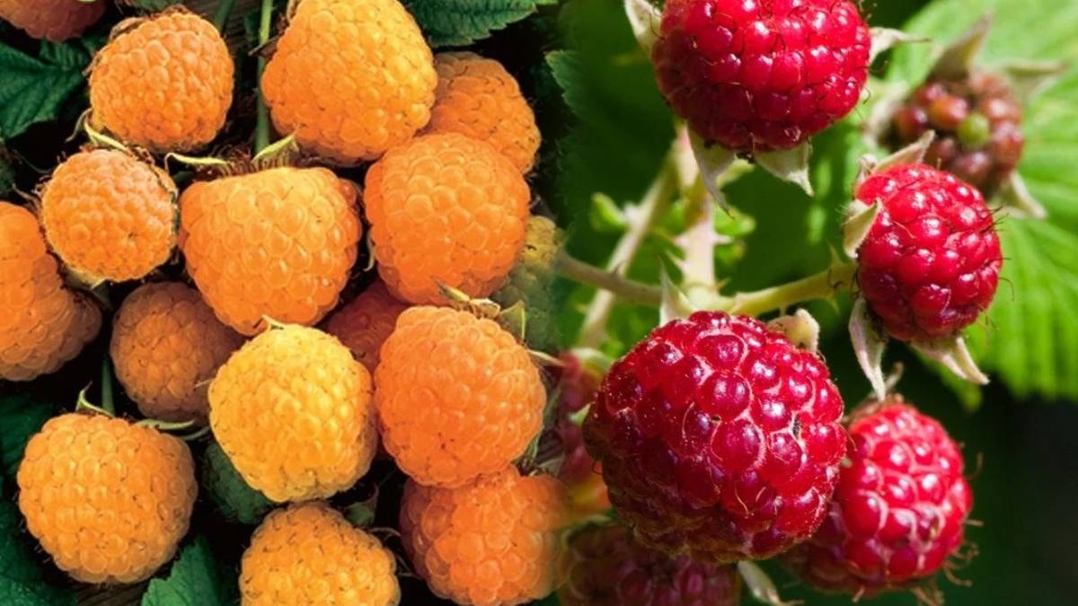 Sarı mı kırmızı mı: Hangi ahududu daha sağlıklı?