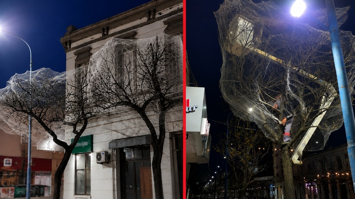 Şehir merkezindeki ağaçları tek tek ağlarla kapladılar