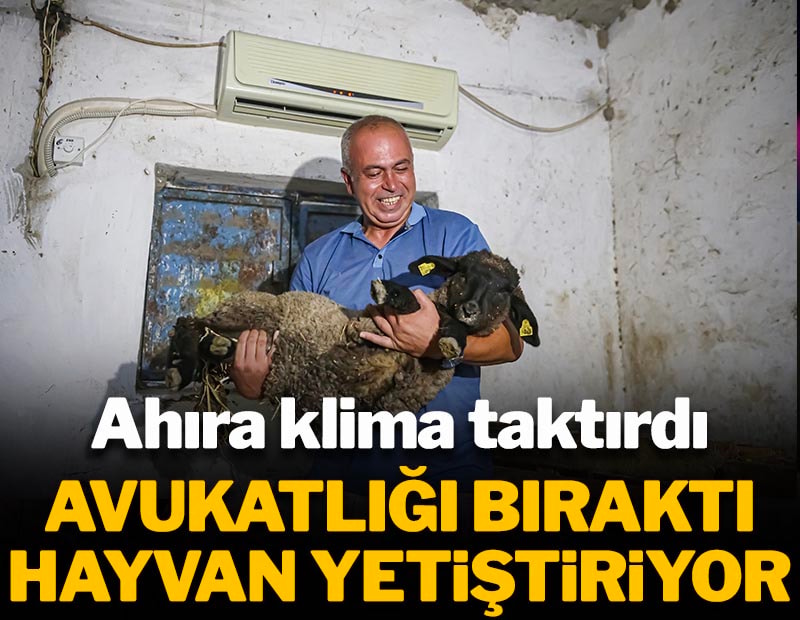 Avukatlığı bıraktı hayvancı oldu: Ahıra klima taktırdı