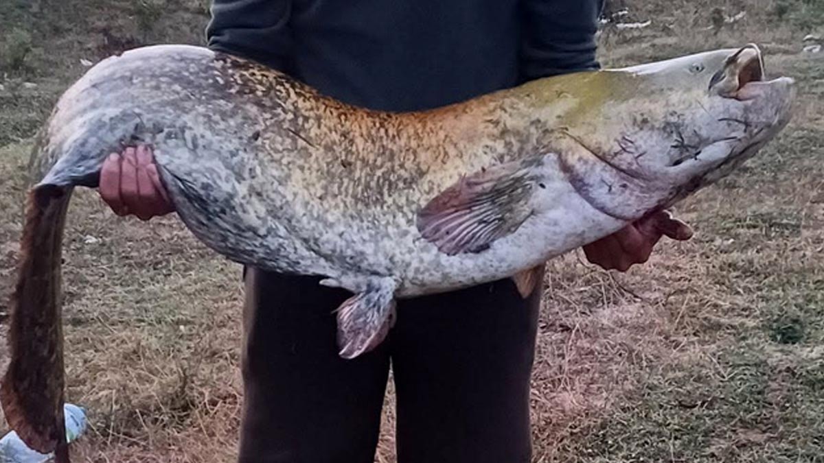 Kimi amatör şansı diyor kimi ise yatkınlık... 'Vira Bismillah' der demez 35 kilo yakaladı