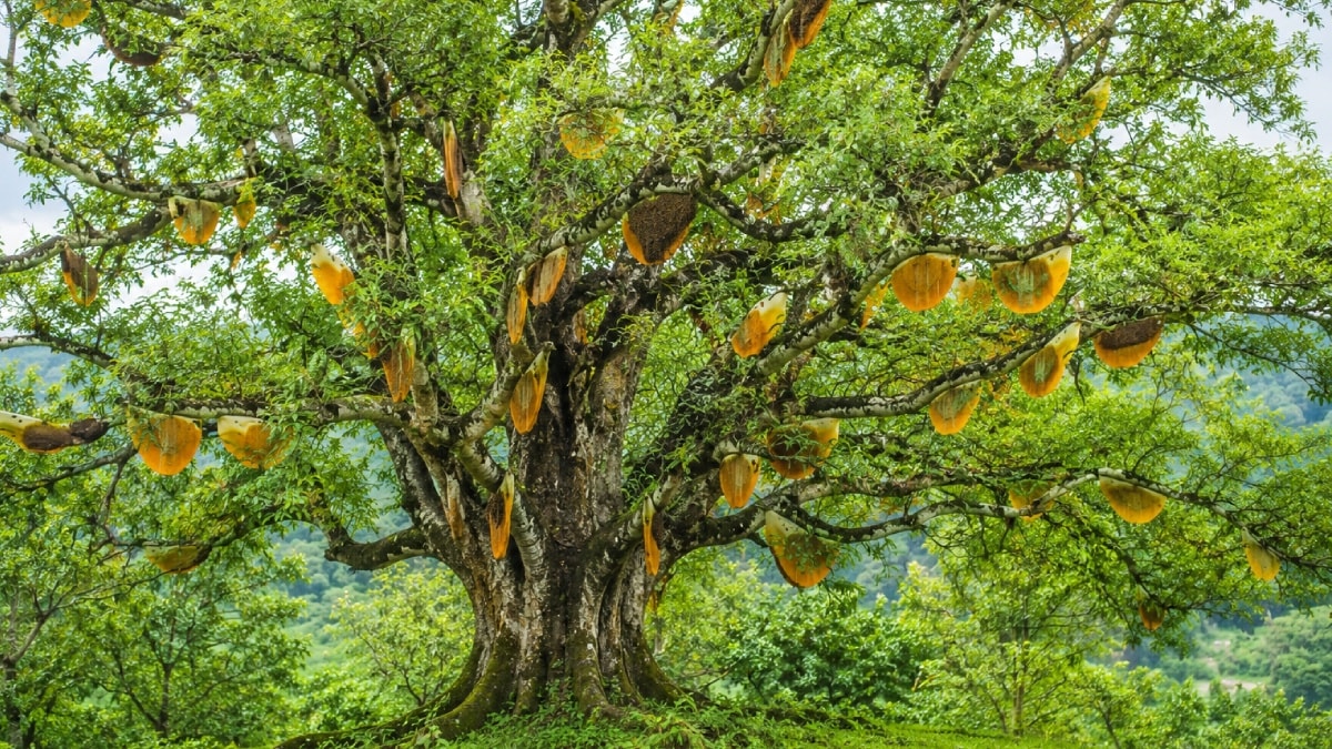 Onlarca arı kovanı dev ağacı bal şelalesine çevirdi
