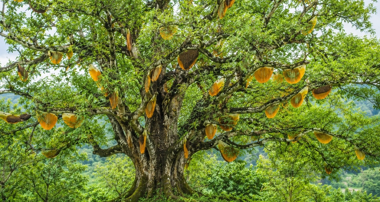 Onlarca arı kovanı dev ağacı bal şelalesine çevirdi