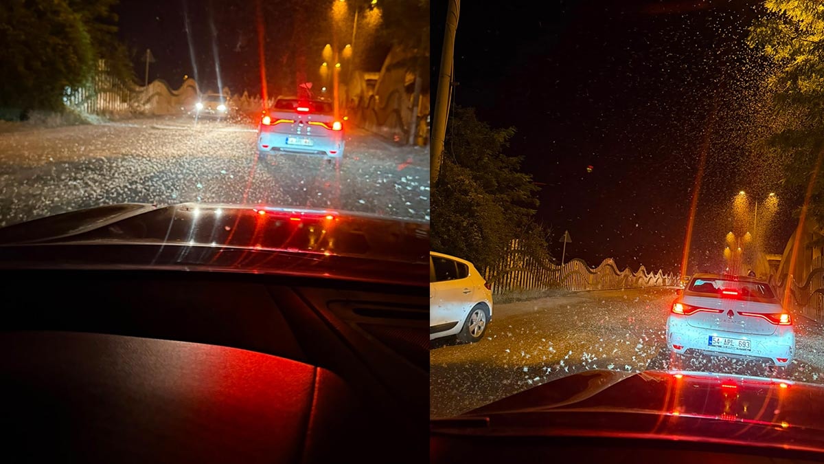 Sakarya'da milyonlarca kelebeğin ölüm dansı