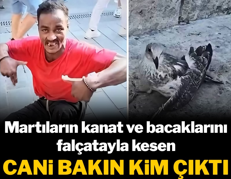 Martıların kanat ve bacaklarını falçatayla kesen cani bakın kim çıktı