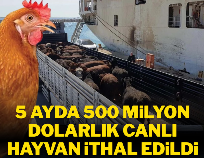 Tavuk satıp sığır aldık