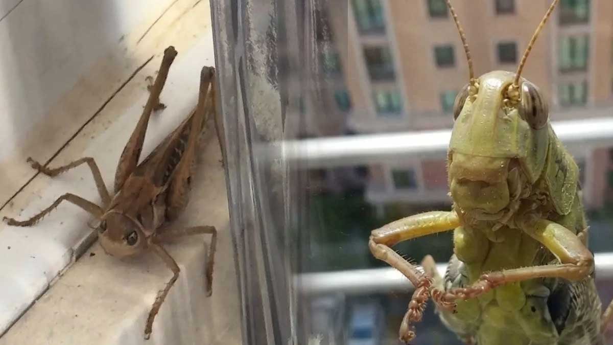 Çekirge istilası sonrası Kur'an'daki o ayet yeniden gündem oldu