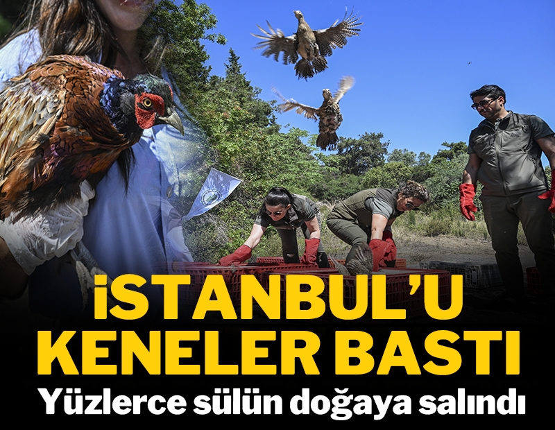 İstanbul'u keneler bastı: Yüzlerce sülün doğaya salındı!