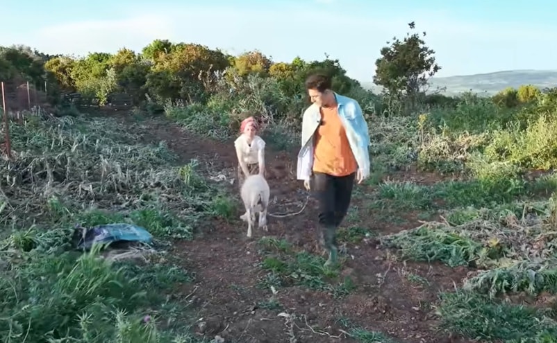 10 YAŞINDA ÇOBANLIK YAPIYOR