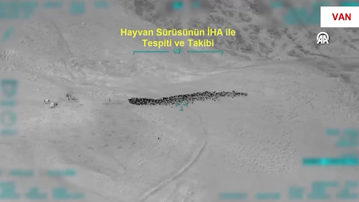Çobanları tehdit edip 800 hayvanı yağmaladılar