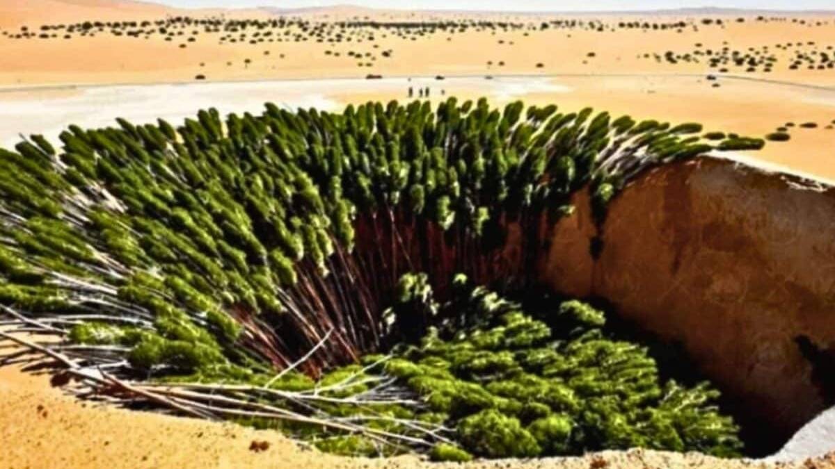 3 bin kilometrelik dev proje tamamlandı: Çölde ezber bozan sonuç