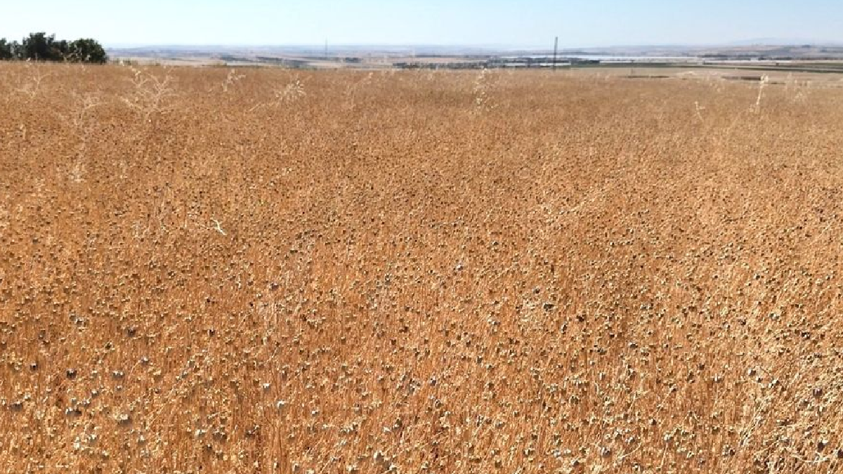 İlk kez ekildi hasadı yüz güldürdü: Tarımda yeni alternatif oldu