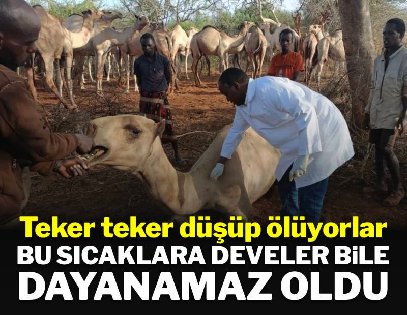 Bu sıcaklara develer bile dayanamaz oldu