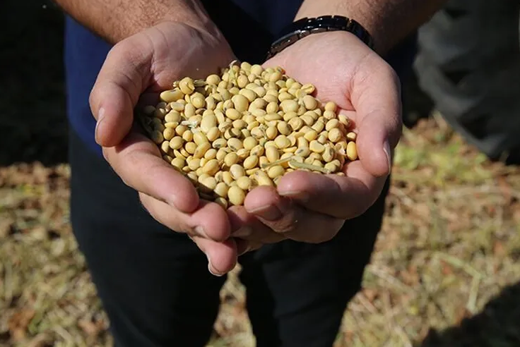 Soya fasulyesi fiyatları 26 ayın en yüksek seviyesini gördü