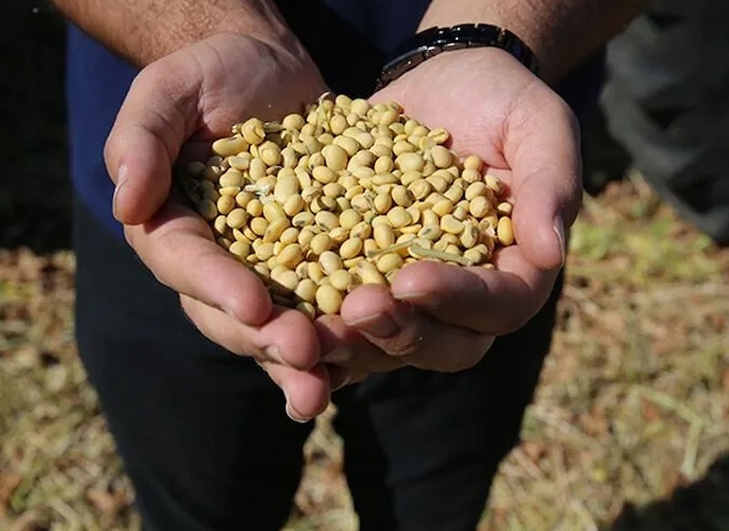 Soya fasulyesi fiyatları 26 ayın en yüksek seviyesini gördü