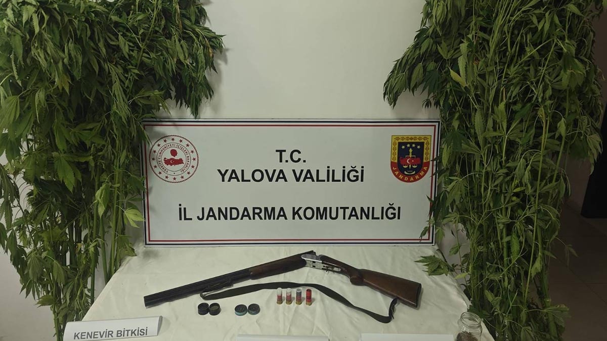 Yalova'da serada kenevir operasyonunda 2 şüpheli gözaltında
