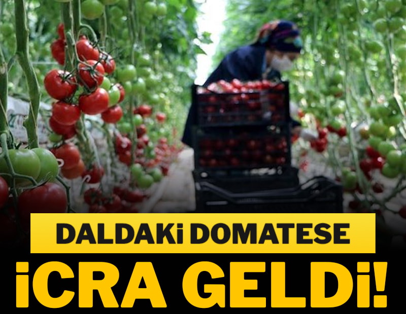 Daldaki yeşil domatese İcra