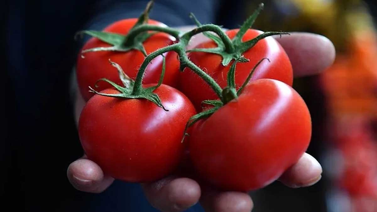 Şifa niyetine yediğimiz domates bu 2 gruba zehir olabilir