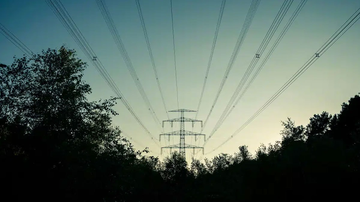 Milyonlarca kişiyi elektriksiz bırakan felaketin suçlusu bir ağaç çıktı