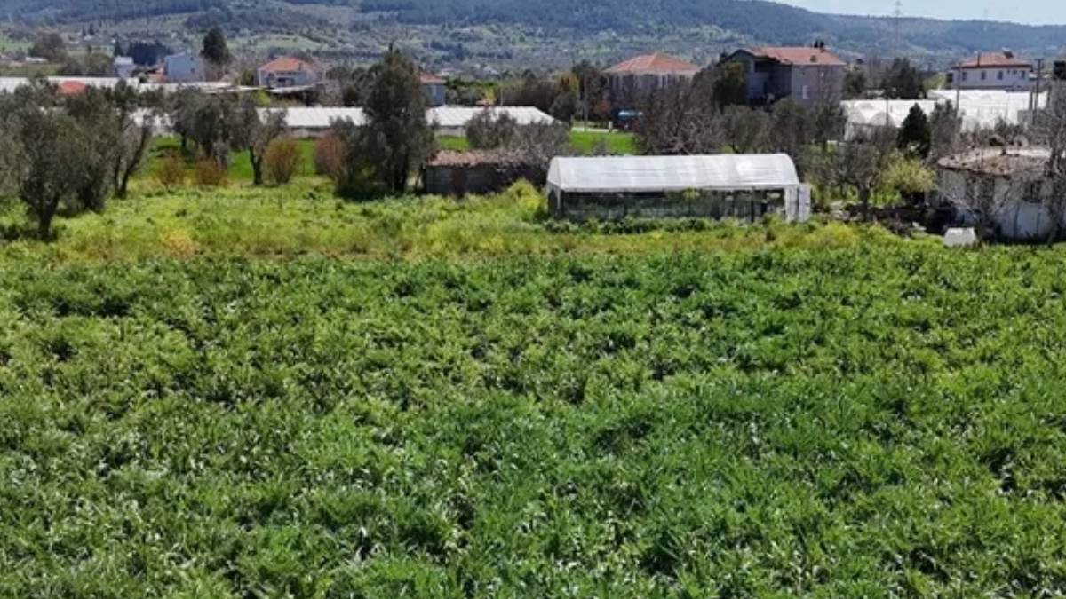 İzmir'de hasat edildi Ankara'ya gönderildi: NATO zirvesinin gözdesi oldu