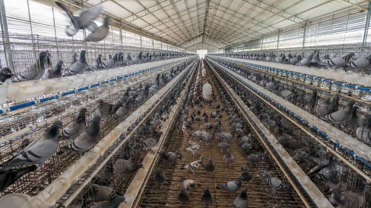 O ülkede güvercin eti talebi patladı: Yılda 600 milyon güvercin tüketiliyor