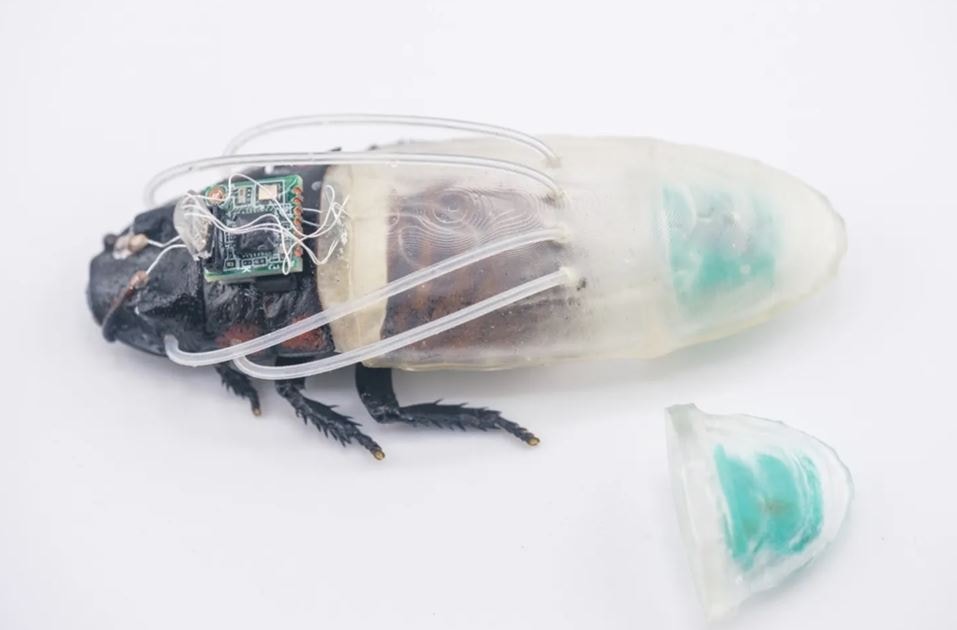 Hamam böceklerine özel dalış kıyafeti yaptılar: 'Biyolojik dron' dönemi başlıyor