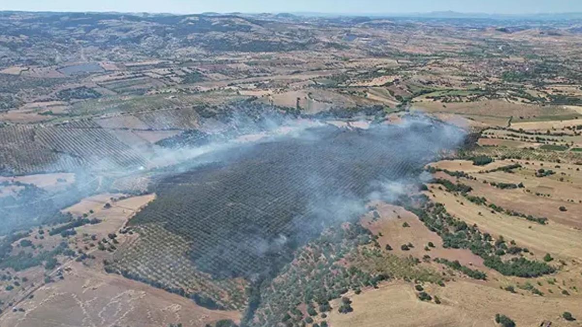 Kula'da orman yangınında 15 hektar alan zarar gördü