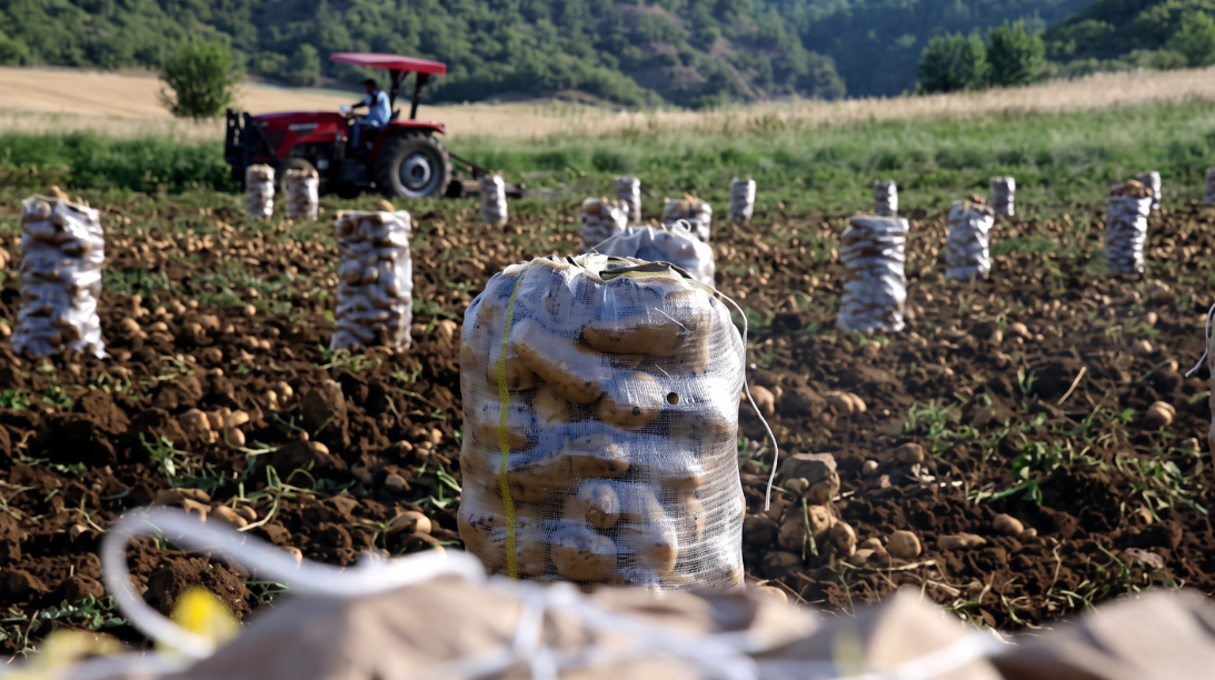 Patates tarlada değerlendi: Kilogram fiyatı fırladı