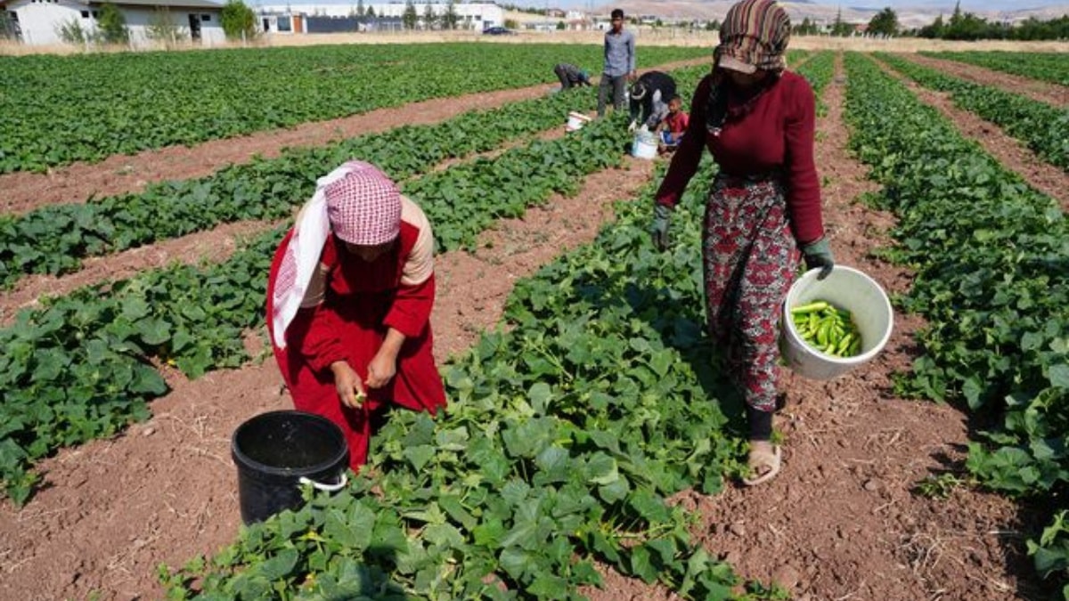 Yeşil altın hasadı başladı: Bir yıl boyunca milyonlarca sofraya ulaşacak