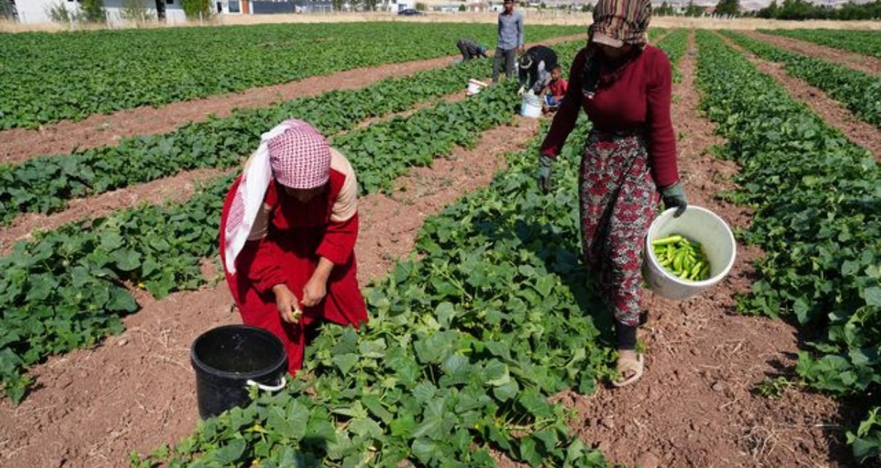 Yeşil Altın Hasadı Başladı: Milyonlarca Sofrada Yer Alacak Ürünler Yolda