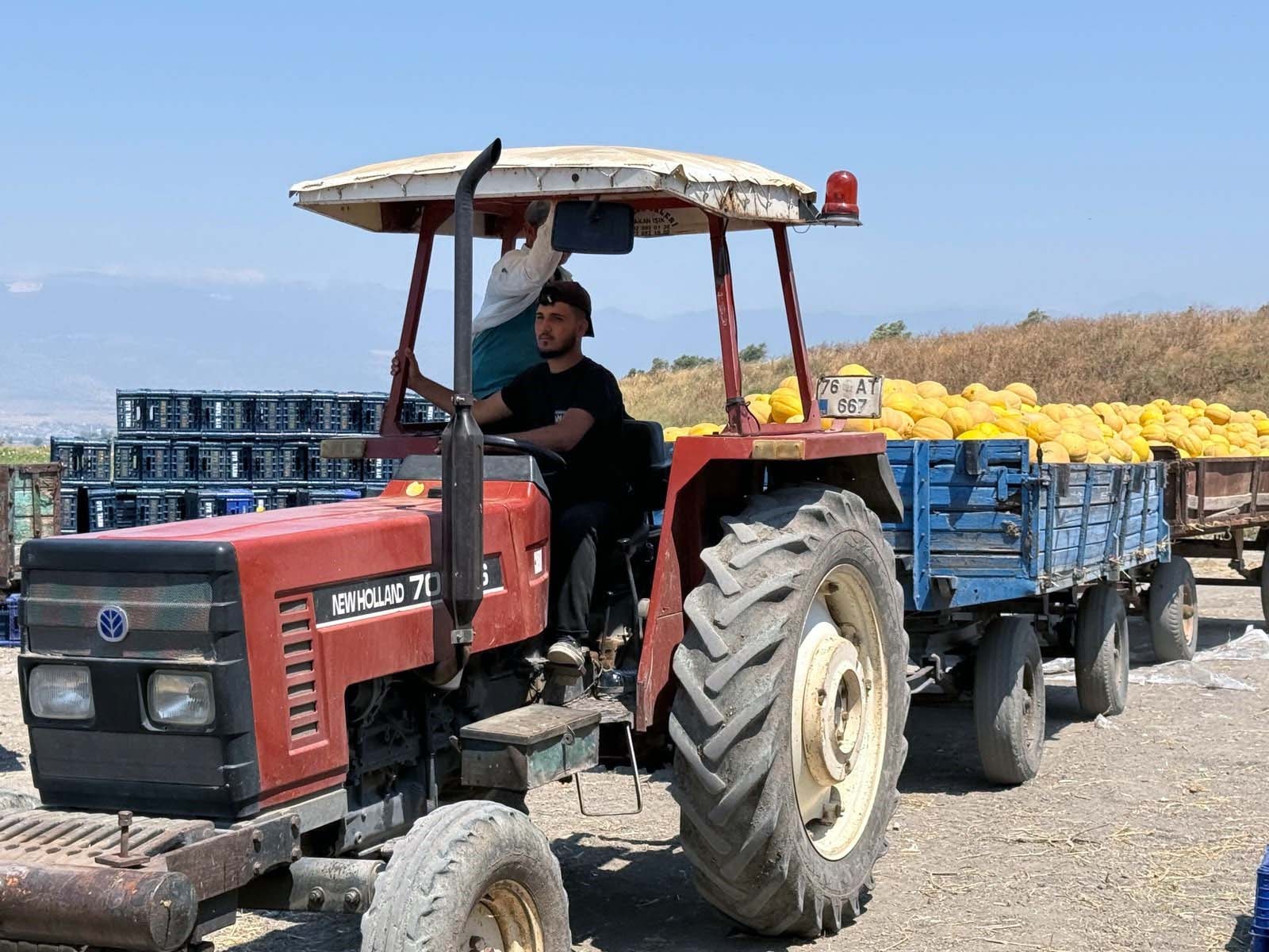 Kasa kasa hasat edilen ürünler Türkiye'nin dört bir yanına gönderiliyor: Tarlada 24 TL