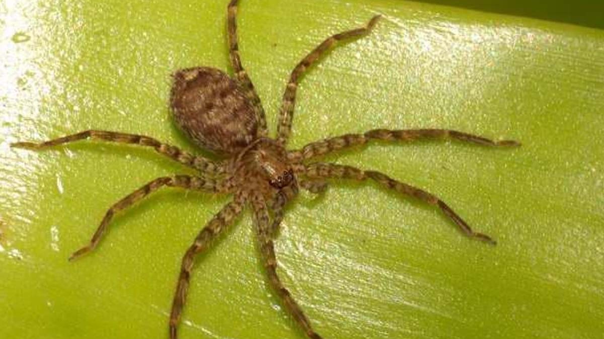 Örümcek fobisi olanları üzecek araştırma: Çoğu insandan daha hızlı koşabiliyor