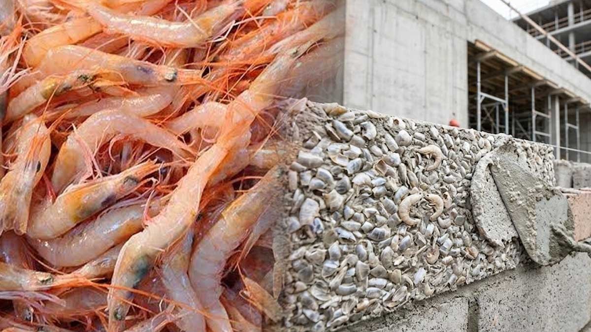 Karidesler artık inşaatlarda çimento yerine kullanılacak