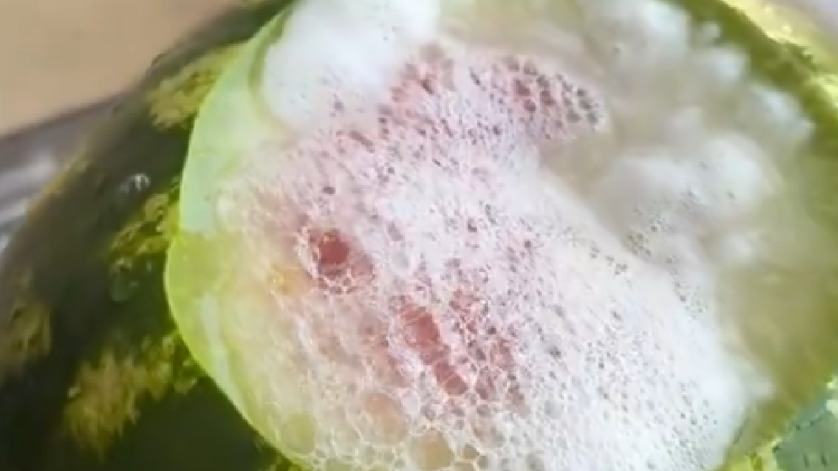 Karpuzlar birden köpürmeye başladı